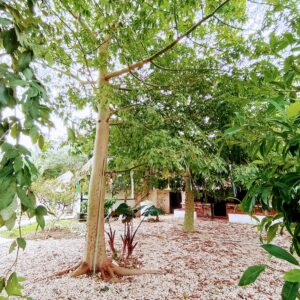 Pasadía - Image 2