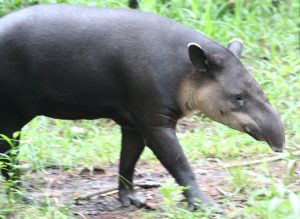 tapir